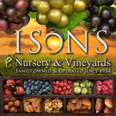 Ison's nursery & vineyard - The Ison muscadine contains 19% sugar and has excellent size and production. The Ison muscadine vine produces some of the best wine available because of its taste and flavor. The Ison muscadine skin is edible and the most nutritious part of the grape. This muscadine vines fruit ripens uniformly early to mid-season. 